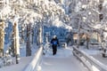 Kemijärvi: Insider Guided Tour in Ranua Zoo