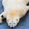 Kemijärvi: Insider Guided Tour in Ranua Zoo