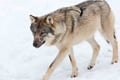 Kemijärvi: Insider Guided Tour in Ranua Zoo