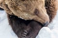 Kemijärvi: Insider Guided Tour in Ranua Zoo