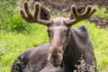 Kemijärvi: Insider Guided Tour in Ranua Zoo