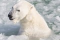 Kemijärvi: Insider Guided Tour in Ranua Zoo