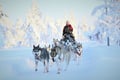 8-10km Husky Ride in the Taiga and Visit Other Farm Animals