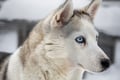 8-10km Husky Ride in the Taiga and Visit Other Farm Animals