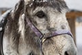 8-10km Husky Ride in the Taiga and Visit Other Farm Animals