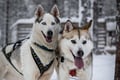 8-10km Husky Ride in the Taiga and Visit Other Farm Animals