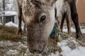 8-10km Husky Ride in the Taiga and Visit Other Farm Animals