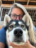 Authentic Cuddling with Siberian Huskies