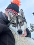 Authentic Cuddling with Siberian Huskies