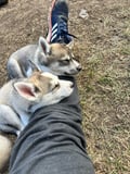 Authentic Cuddling with Siberian Huskies
