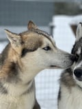 Authentic Cuddling with Siberian Huskies