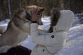 Authentic Cuddling with Siberian Huskies