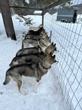 Authentic Cuddling with Siberian Huskies