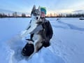 Authentic Cuddling with Siberian Huskies