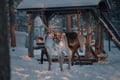 Authentic Reindeer Farm Visit & Feeding Experience with Local Guide in Levi
