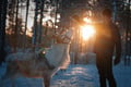 Authentic Reindeer Farm Visit & Feeding Experience with Local Guide in Levi