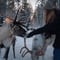 Authentic Reindeer Farm Visit & Feeding Experience with Local Guide in Levi