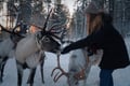 Authentic Reindeer Farm Visit & Feeding Experience with Local Guide in Levi