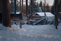 Authentic Reindeer Farm Visit & Feeding Experience with Local Guide in Levi