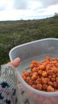 In late July and August, we can pick berries during our hikes. Cloudberries are also called the gold of Lapland.