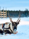 Sami Reindeer Safari Express by the Ounasjoki Rapids