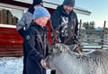 Super reindeer safari
