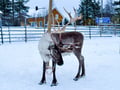 Sami Reindeer Safari Express by the Ounasjoki Rapids