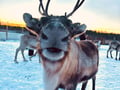 Super reindeer safari