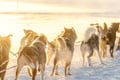 Rovaniemi: Insider 10 km Husky Self‑Drive Adventure