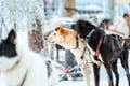 Rovaniemi: Insider 10 km Husky Self‑Drive Adventure