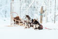 Rovaniemi: Insider 10 km Husky Self‑Drive Adventure