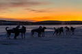 Rovaniemi: Insider 10 km Husky Self‑Drive Adventure