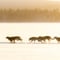 Rovaniemi: Insider 10 km Husky Self‑Drive Adventure