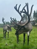 Authentic Reindeer Farm Visit & Reindeer Sleigh Ride in Rovaniemi