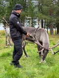 Authentic Reindeer Farm Visit & Reindeer Sleigh Ride in Rovaniemi