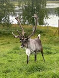 Authentic Reindeer Farm Visit & Reindeer Sleigh Ride in Rovaniemi