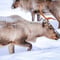Authentic Reindeer Farm Visit & Reindeer Sleigh Ride in Rovaniemi