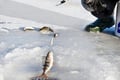 Lakeside Ice Fishing Experience